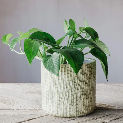 Graham & Green Sage Horsetail Reed Plant Pot