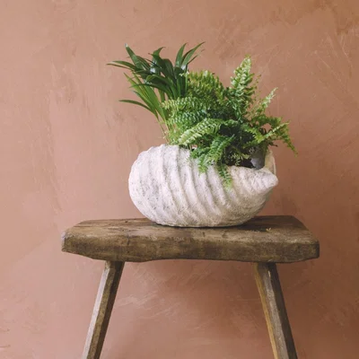 Graham & Green Large Terracotta Conch Shell Dish