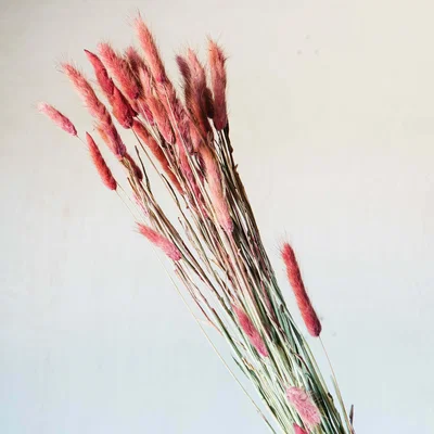 Graham & Green Dried Purple Hare's Tail Grass