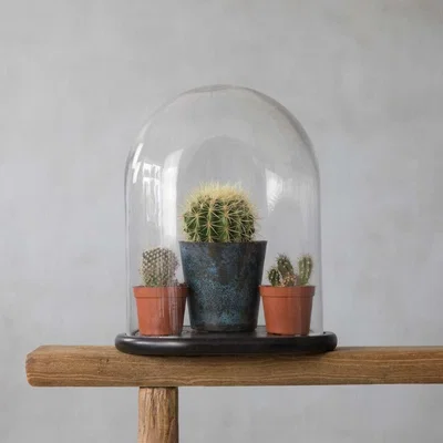 Graham & Green Taxidermy Glass Dome