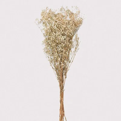 Graham & Green White Dried Gypsophila Bunch