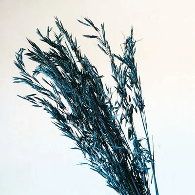 Graham & Green Dried Black Wheat Grass