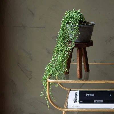Graham & Green Faux String of Pearls in Pot
