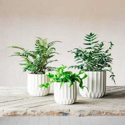 Graham & Green Medium Ivory Ribbed Cement Planter