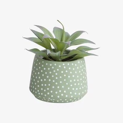 Habitat Habitat Succulents with Dotted Pot - Green
