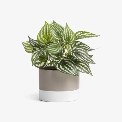 Habitat Habitat Small Ceramic Pot with House Plant - Cream