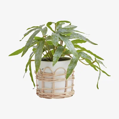 Habitat Habitat Trailing Faux in Rattan Pot - White