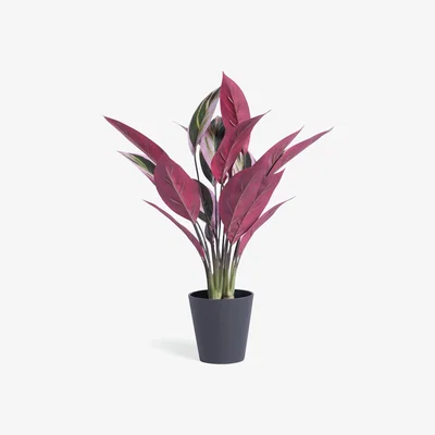 Habitat Habitat Artificial Large Stromanthe Tricolor Plant