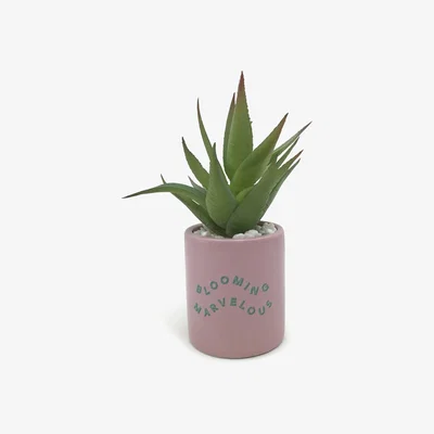 Habitat Habitat Novelty Faux Cactus - Blush