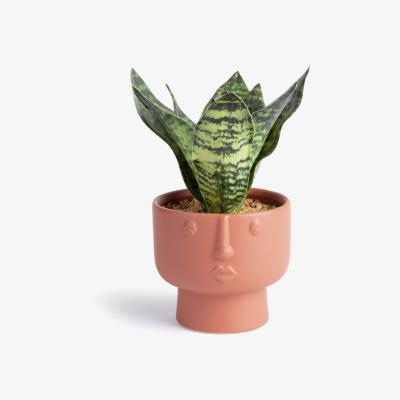 Habitat Habitat Faux Floral in Face Shaped Pot - Terracotta