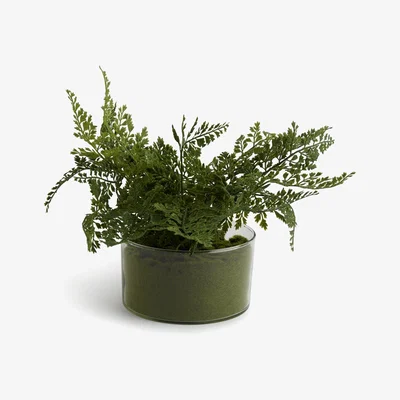 Habitat Habitat Fern Plant in Glass Pot