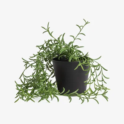 Habitat Habitat Medium Artificial Trailing Fern Plant