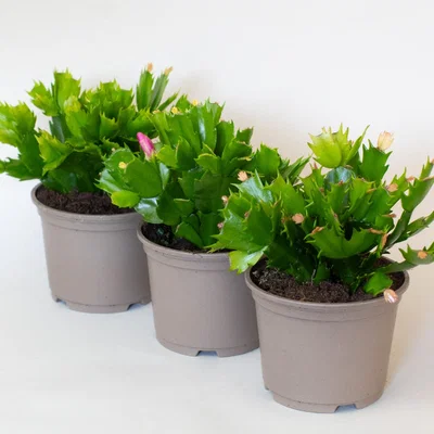 Homebase Schlumbergera (Xmas Cactus) 10.5cm pot bundle - 3 plants