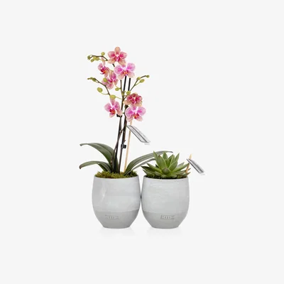 John Lewis The Little Botanical Orchid & Succulent Duo