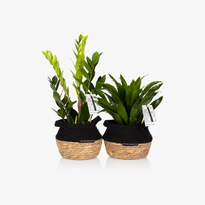 John Lewis The Little Botanical Easy Care Plant Basket