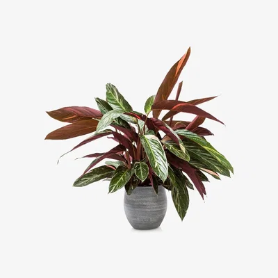 John Lewis The Little Botanical Calathea Big Grey Ceramic Pot