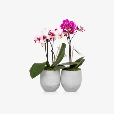 John Lewis The Little Botanical Mini Orchid Duo