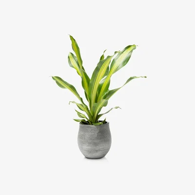 John Lewis The Little Botanical Dracaena Big Grey Pot
