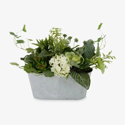 John Lewis John Lewis & Partners Artificial Snowball & Mixed Green Arrangement in Tin