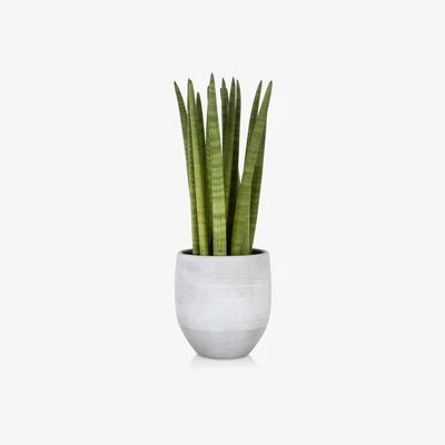 John Lewis The Little Botanical Sanseveria Ceramic