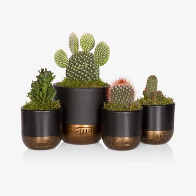 John Lewis The Little Botanical Cactus Plant Family