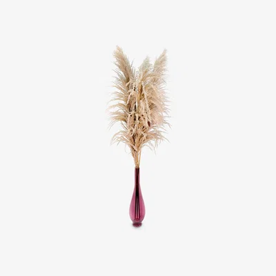John Lewis Ixia Flowers XXL Super Fluffy Natural Pampas, 7 Stems