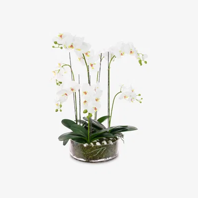 John Lewis Floralsilk Artificial White Orchid in Glass Bowl