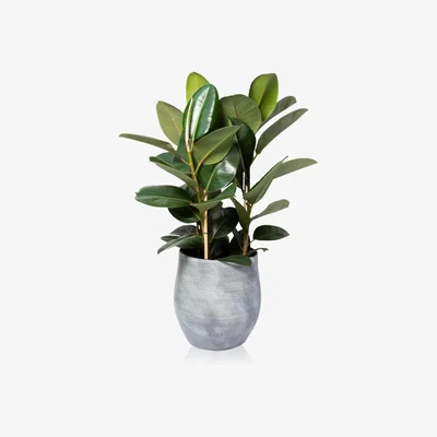 John Lewis The Little Botanical Extra Large Rubber Ceramic Pot Plant