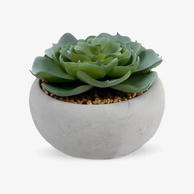 John Lewis John Lewis & Partners Artificial Succulent in Round Cement Planter