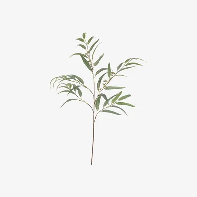 John Lewis Floralsilk Artificial Long Leaf Eucalyptus