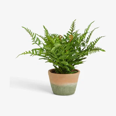 John Lewis John Lewis & Partners Artificial Fern Bush in Terracotta Pot