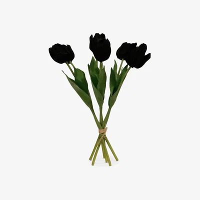 John Lewis Peony Single Stem Tulip, Set of 6