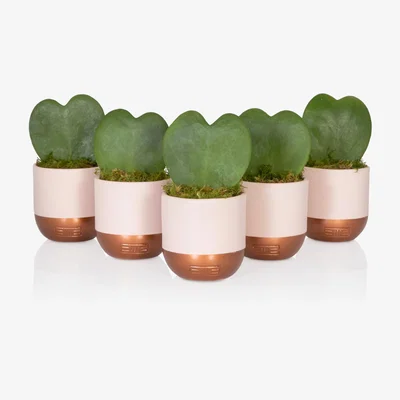 John Lewis The Little Botanical Bundle of Hearts Succulent Plants