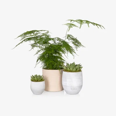 John Lewis The Little Botanical Fern & Succulent Plants
