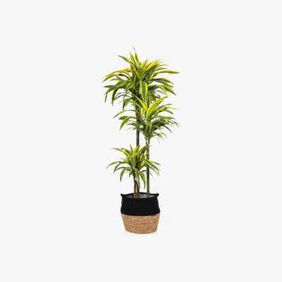 John Lewis The Little Botanical Extra Large Lemon & Lime Dracaena Plant & Basket
