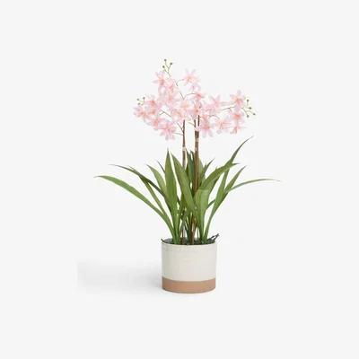 John Lewis John Lewis Artificial Mini Orchid in Ceramic Pot
