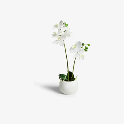 John Lewis John Lewis & Partners Artificial Small White Orchid
