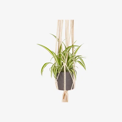 John Lewis The Little Botanical Macrame & Trailing Plant Set