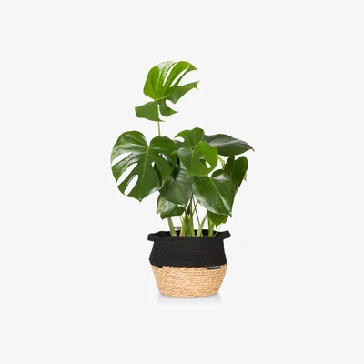 John Lewis The Little Botanical Monstera Big Belly Basket