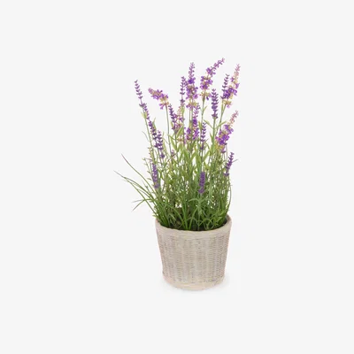 John Lewis Floralsilk Artifical Lavender Plant in Ceramic Pot