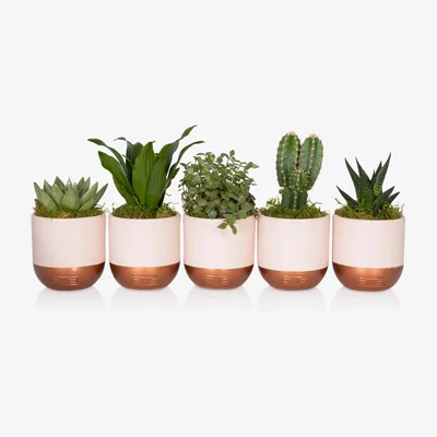 John Lewis The Little Botanical Pink Shelfie Plants