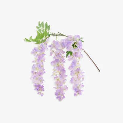 John Lewis Floralsilk Artificial Wisteria Spray, Lilac