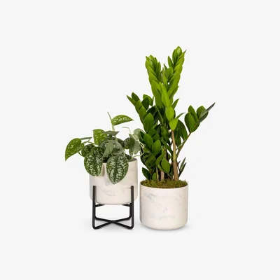 John Lewis The Little Botanical Pothos & Zamio Marble Planters