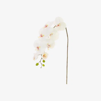 John Lewis Floralsilk Artificial Phalaenopsis Orchid & Buds, White