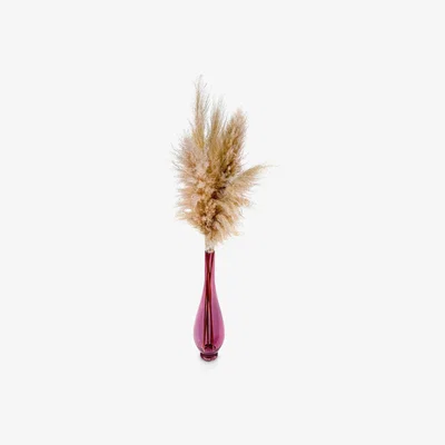 John Lewis Ixia Flowers Large Fluffy Natural Pampas, 7 Stems