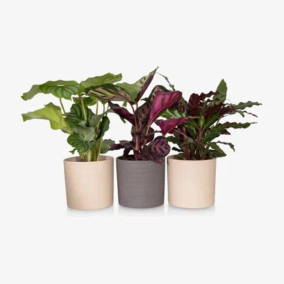 John Lewis The Little Botanical Calathea Plant Trio
