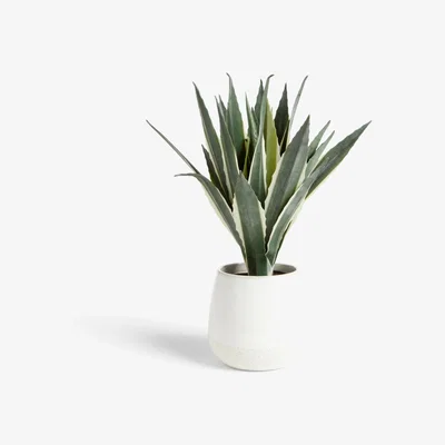 John Lewis John Lewis & Partners Artificial Agave in White Ceramic