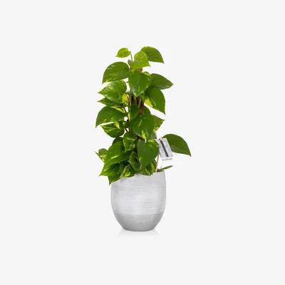 John Lewis The Little Botanical Scindapsus Ceramic