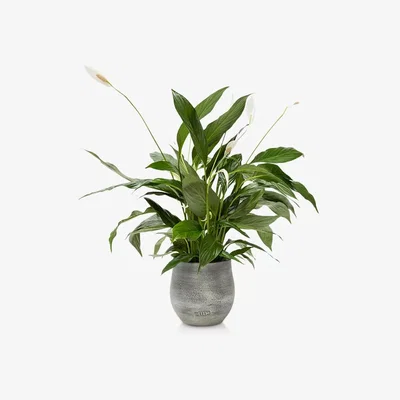 John Lewis The Little Botanical Peace Lily Big Grey Pot