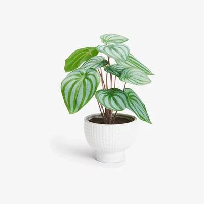 John Lewis John Lewis Artificial Calathea Leaf in Ceramic Pot